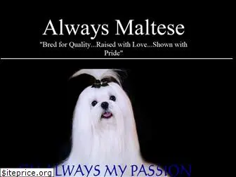 alwaysmaltese.com