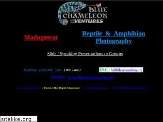 bluechameleon.org