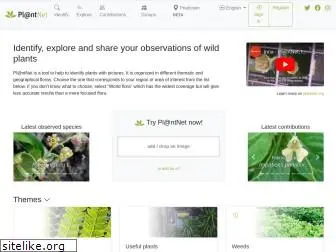 identify.plantnet-project.org