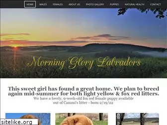 morningglorylabradors.com