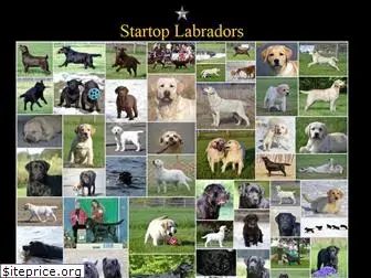 startoplabradors.com